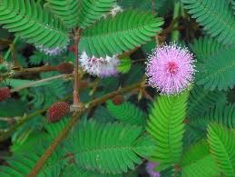 Mimosa Pudica (Sensitive Plant) - தொட்டா சினுங்கி (Thotta Sinungi)